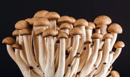 Mushrooms & Truffles les deux faces d'un même monde