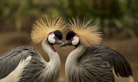 Pourquoi il est crucial de sauvegarder les oiseaux exotiques