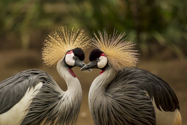 Pourquoi il est crucial de sauvegarder les oiseaux exotiques