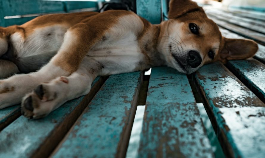 Les signes avant-coureurs de maladie chez les chiens