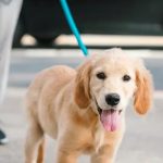 stress chez le chien