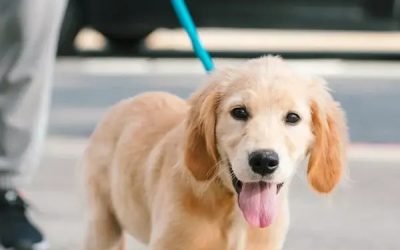 stress chez le chien