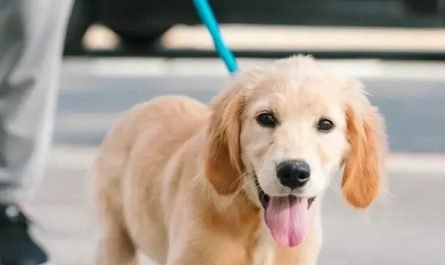 stress chez le chien