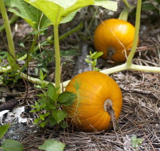 Plantes adorant le compost