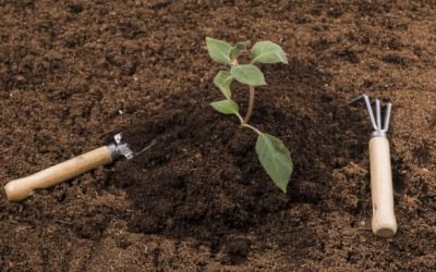 Les plantes qui poussent le mieux dans un milieu à base de compost