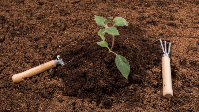 Les plantes qui poussent le mieux dans un milieu à base de compost