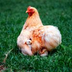 Éliminer les puces des poules