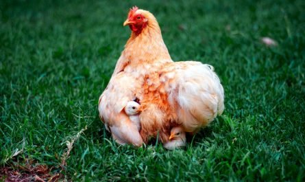 Éliminer les puces des poules