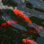 bassin