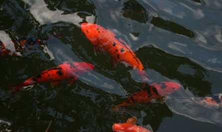 bassin