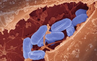 Microbiote intestinal