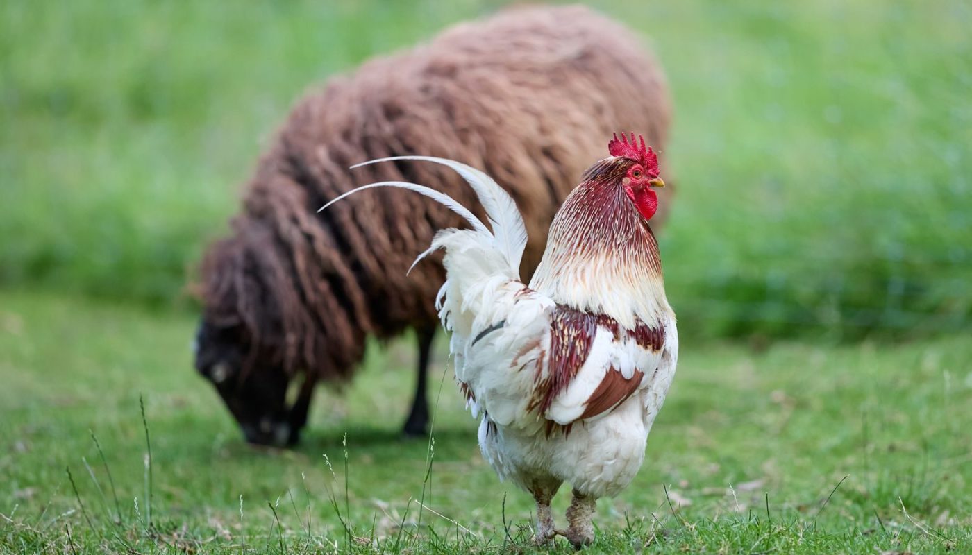 Soin du plumage