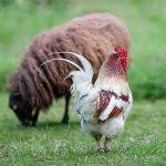 Soin du plumage