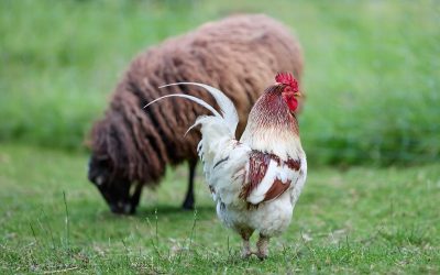 Soin du plumage