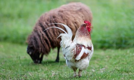 Soin du plumage